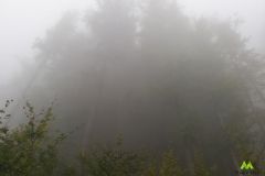 Mgła
