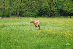 Krowa w środku parku